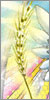 Virgo